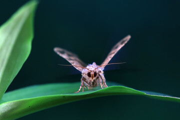 Lepidoptera insects in the wild, North China
