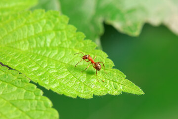 Ants in the wild, North China