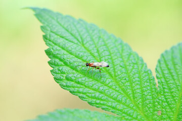 Bee insects in the wild, North China