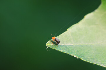 Leaf beetle on wild plants, North China