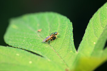 Gadfly on wild plants, North China
