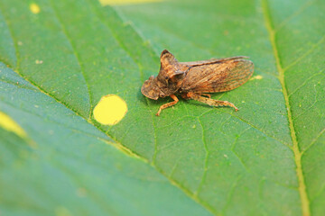 Leaf cicada on wild plants, North China