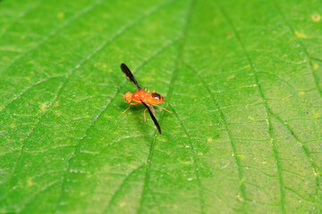 Flies on wild plants, North China