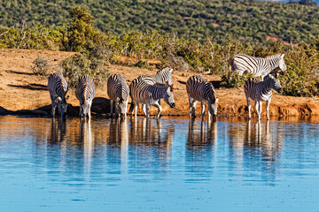 Fototapeta na wymiar Herd of Zebra drinking at large pool