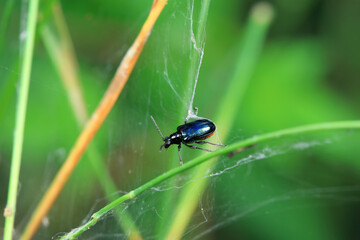 Negative mud beetle, a small beetle in nature, North China