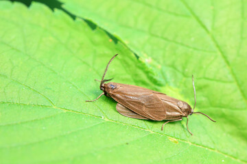 Lepidoptera insects in the wild, North China