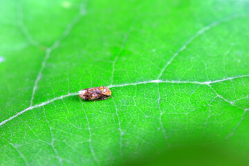 Leaf cicada on wild plants, North China