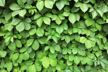 Ivy leaves covered the walls in a park