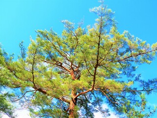 pine tree