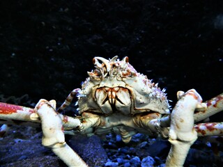 lobster