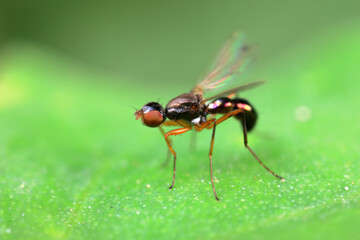 Flies on wild plants, North China