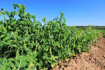 Fototapeta na wymiar Vigorous growth of peas in farmland, North China