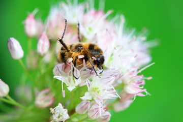 Coleoptera Chrysomelidae insects, North China