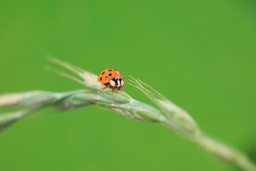 Ladybugs on wild plants, North China