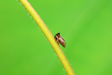 Leaf cicada on wild plants, North China