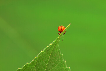 Hemiptera bugs in the wild, North China