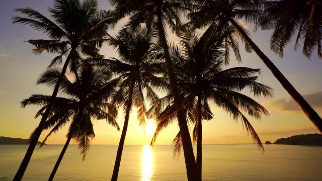 Silhouette coconut palm trees and beautiful sunset sky over sea Amazing light nature colorful landscape Beautiful light nature sky and clouds seascape at Phuket island