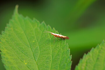 Lepidoptera insects in the wild, North China