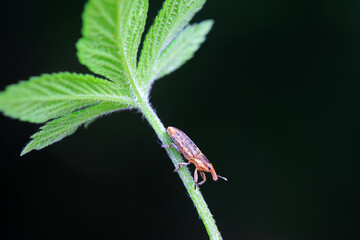 Weevil on wild plants, North China