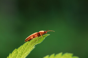 Leaf beetle on wild plants, North China