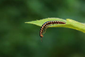 class diplopoda animal in the wild, North China