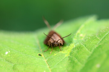 Lepidoptera insects in the wild, North China