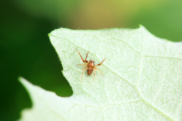Spiders in the wild, North China