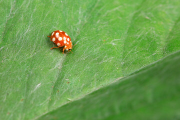 Fototapeta premium Ladybugs on wild plants, North China