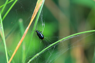 Negative mud beetle, a small beetle in nature, North China