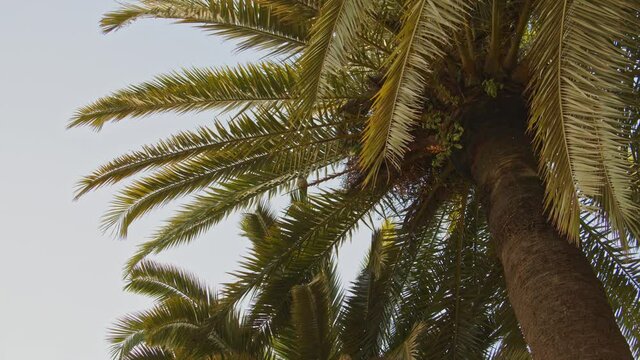Green parrot sits on a palm tree and flies away
