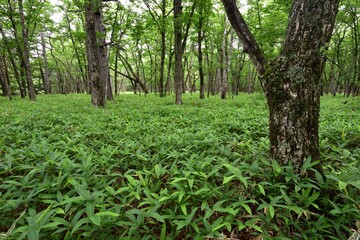 wetland of Nikko, Tochigi, Japan