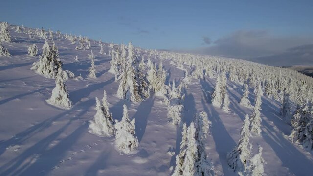 Snow-covered trees. Frozen winter scenery on top of a mountain in Norway. With Animal tracks