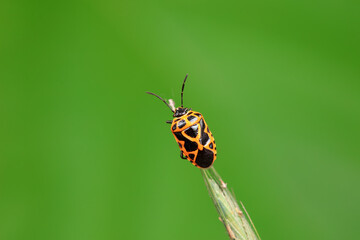 Hemiptera bugs in the wild, North China