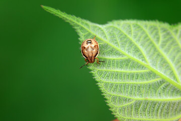 Hemiptera bugs in the wild, North China