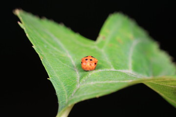 Ladybugs on wild plants, North China