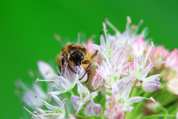 Coleoptera Chrysomelidae insects, North China