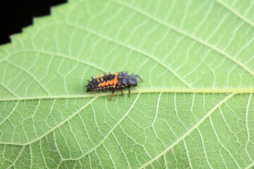Ladybugs on wild plants, North China