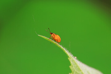 Hemiptera bugs in the wild, North China
