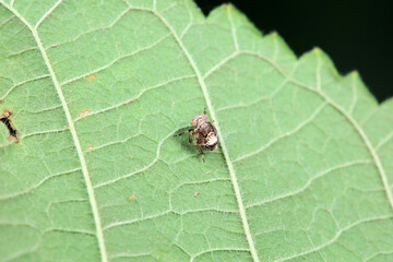 Hemiptera wax Cicadellidae insects on wild plants, North China