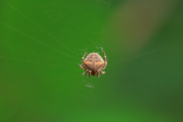 Spiders in the wild, North China