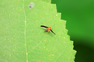 Flies on wild plants, North China