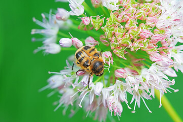 Coleoptera Chrysomelidae insects, North China