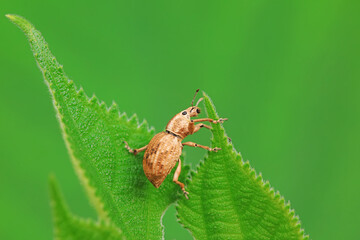 Weevil on wild plants, North China