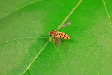 Aphid eating flies in the wild, North China