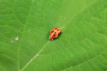 Ladybugs on wild plants, North China