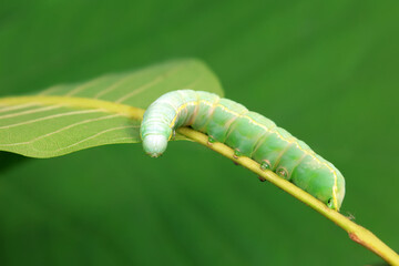 Lepidoptera larvae in the wild, North China