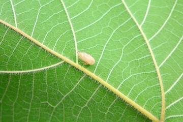 Leaf cicada on wild plants, North China
