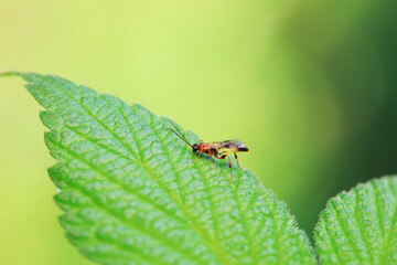 Fototapeta premium Bee insects in the wild, North China