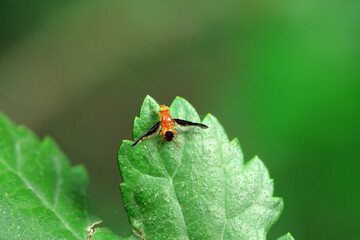 Fototapeta premium Flies on wild plants, North China