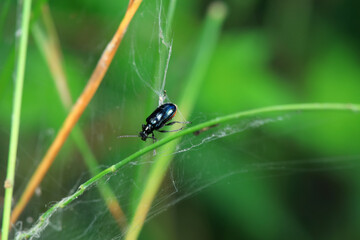 Negative mud beetle, a small beetle in nature, North China